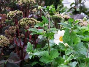 Lathyrus Bloemsierkunst