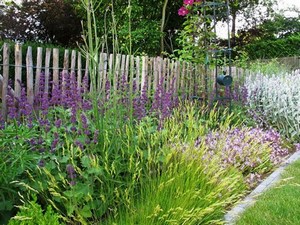 Lathyrus Tuin